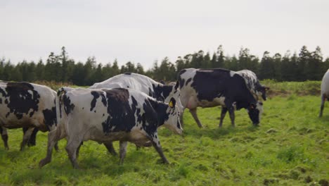 Kühe-Laufen-über-Das-Feld,-Während-Die-Anderen-Frisches-Gras-Fressen