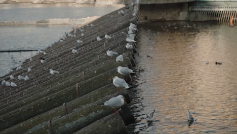 Seagulls-perched-on-wooden-barriers,-Vltava-River,-Prague