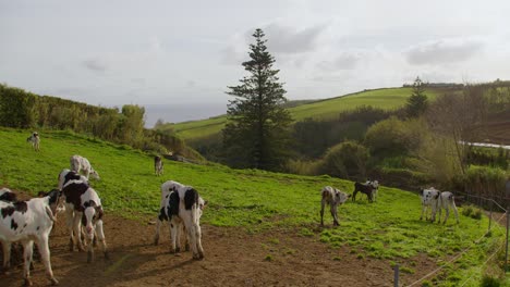 Some-small-newborn-calfs-and-cows-meet-the-field-and-eachother-on-a-very-green-pasture,-with-fields-on-the-background,-sunny-day