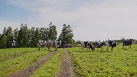 Einige-Kühe-Laufen-Durch-Die-Kamera,-Im-Hintergrund-Ein-Traktor-Und-Bäume