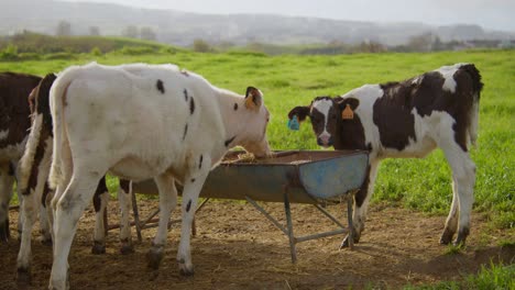 Dos-Vacas-Terneras-Comen-Suavemente-Un-Poco-De-Heno-En-Un-Día-Soleado-En-Un-Pasto-Verde
