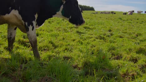 Eine-Folgeaufnahme-Einer-Kuh,-Die-Frisches-Gras-Frisst-Und-Dabei-Herumstarrt,-Eine-Sehr-Entspannte-Weide-An-Einem-Sonnigen-Tag