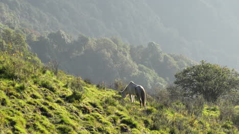 A-horse-grazing-on-a-sunlight-mountain-pasture-in-the-morning-light-and-fog-in-the-Himalayas-of-Nepal