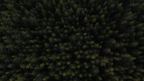 Aerial-Top-View-Of-Pine-Trees-In-Forest,-Drone-Footage