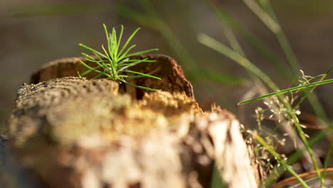Nahaufnahme-Einer-Jungen-Pflanze,-Die-Aus-Dem-Waldboden-Sprießt-Und-Wachstum-Und-Hoffnung-Symbolisiert