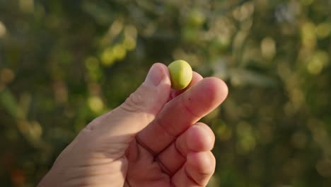 Picking-and-testing-olives-for-olive-harvesting-for-making-extra-virgin-olive-oil