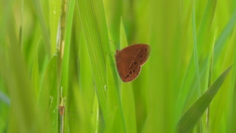 Butterfly---in-green-grass---father-eyes-