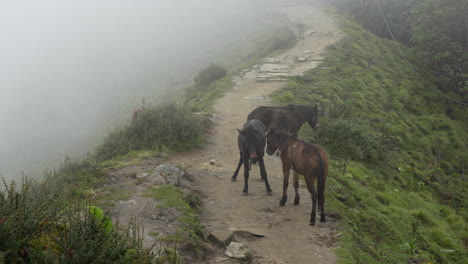 Einige-Pferde-Auf-Einem-Schmalen-Bergpfad-Im-Himalaya-Gebirge-Von-Nepal-Im-Morgennebel