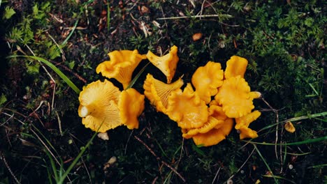 Touching-Chanterelle-Mushroom,-Indre-Fosen,-Norway---Close-Up