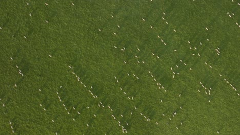 Schafgrasfeld,-Vogelperspektive,-Luftaufnahme-über-Dem-Kopf,-Großbritannien