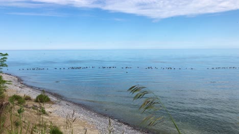 Ducks-floating-on-calm-clear-blue-freshwater-near-rocky-beach-shoreline-with-vegetation