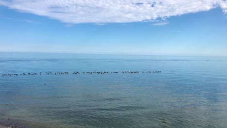 Birds-floating-on-calm-water-near-blue-freshwater-lake-with-rocky-shoreline-and-blue-sky