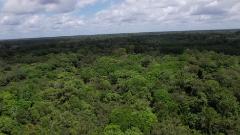 Cielo-De-Verano-Sobre-Los-Exuberantes-árboles-Verdes-De-La-Selva-Amazónica,-Brasil