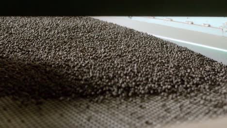 Black-Pepper-seeds-travelling-along-factory-conveyor-belt