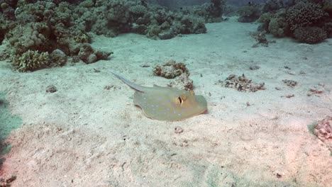 Blue-spotted-ribbontail-ray-sitting-on-sand-in-Red-Sea