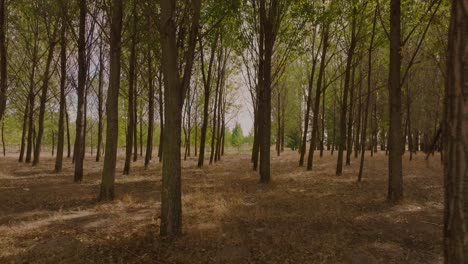 Point-of-view-drone-shot-the-camera-glides-fast-between-towering-green-trees-on-a-sunny-day-4K50fps-cinematic-grade