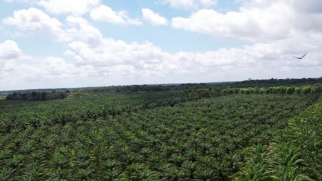 In-the-Amazon-Farms-cultivate-Açaí-palms-for-their-fruit,-leaves-and-wood