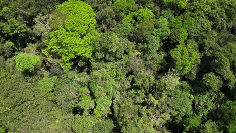 Die-Wunderschöne,-Aber-Tödliche-Lage-Des-Amazonas-Regenwaldes-In-Brasilien