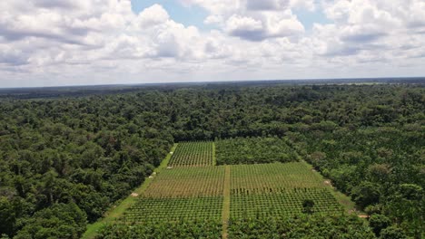Granja-De-Palma-Açaí-Creada-Por-La-Deforestación-De-La-Selva-Amazónica---Sobrevuelo-Aéreo