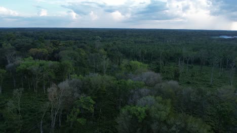 Drohnenansicht,-Schwebend-über-Dem-Dichten-Amazonas-Regenwald