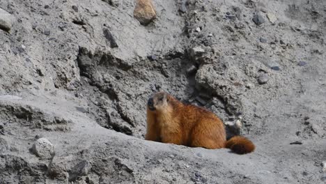 The-long-tailed-marmot--or-golden-marmot-with-burrow