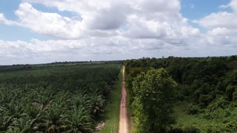 Filas-De-Esbeltas-Palmeras-De-Açaí-Cultivadas-En-Una-Granja-En-El-Amazonas.
