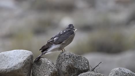 Eurasian-sparrowhawk-perchin-gon-wall-of-Rock