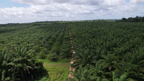 Açai-Palmenfarmen-Im-Amazonas-Regenwald-Sind-Ein-Großes-Geschäft,-Die-Art-Ist-Im-Osten-Amazoniens-Heimisch,-Insbesondere-In-Brasilien