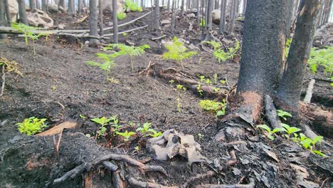 Green-plants-grow-from-the-ashes