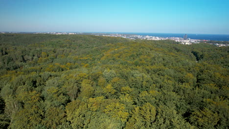 Aerial-reverse-dolly-showcases-coniferous-forest-canopy-with-Gdynia-coastal-city-in-the-distance