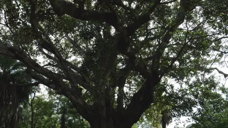 Majestätische-Aufnahme-Des-Ficus-Macrophylla-Baums-Im-Botanischen-Garten,-Ponta-Delgada