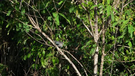 Seen-preening-tis-tail-under-the-morning-sun-while-perched-on-a-slanting-branch-of-a-tree,-Green-billed-Malkoha-Phaenicophaeus-tristis,-Thailand