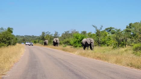 Los-Elefantes-Caminan-Junto-A-La-Carretera-Y-El-Tráfico-En-El-Parque-Kruger-De-Sudáfrica.