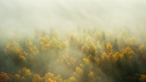 Autumn-forest-in-golden-light-and-tumultuous-fog