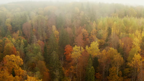 Im-Herbst-über-Einen-Nebligen-Wald-Fahren