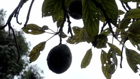 Close-up-shot-of-fruit-hanging-on-a-tree-ready-to-be-harvested