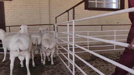 Worker-moves-Fat-tailed-Van-Rooy-sheep-in-holding-pen-at-pubic-auction