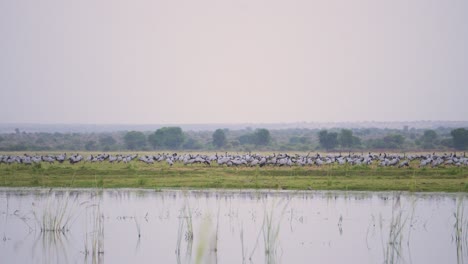 A-huge-flock-of-Demoiselle-cranes-or-Grus-virgo-or-Koonj-birds-perching-on-ground-across-a-river-in-Gwalior-Madhya-Pradesh-India-during-evening-time