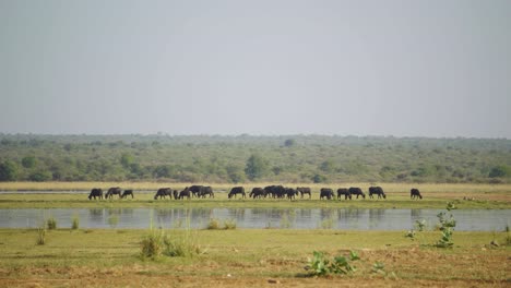 Eine-Herde-Heimischer-Wasserbüffel,-Die-Auf-Einer-Wiese-Auf-Der-Anderen-Seite-Eines-Flusses-In-Gwalior,-Indien,-Weiden