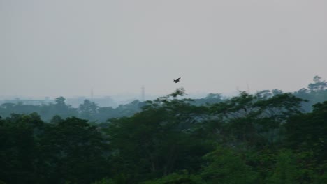 Águila-Volando-Sobre-La-Selva-Amazónica-En-Una-Mañana-Brumosa