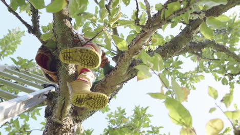 Kid-with-yellow-boots-sits-on-apple-tree-branch-next-to-ladder,-view-from-below