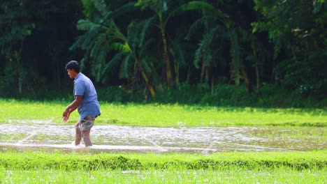 Traditional-Net-Fishing-In-Flooded-Paddy-Field-in-Banglades,-Asia