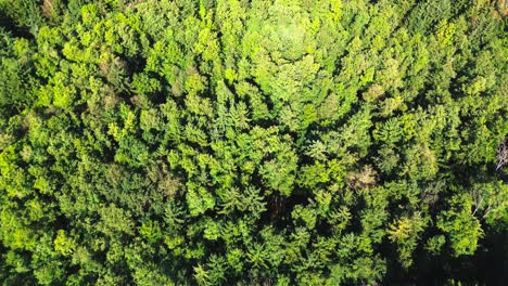 aerial-view-top-down-of-lush-green-forest-in-summer,-4k