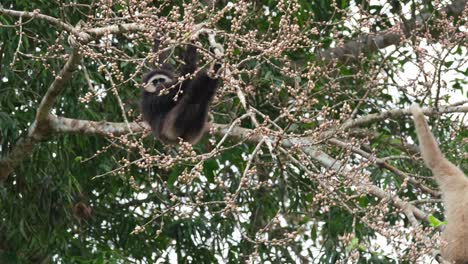 Seen-hanging-on-as-it-reaches-for-fruits-and-then-a-white-individual-swings-by,-White-handed-Gibbon-or-Lar-Gibbon-Hylobates-lar,-Thailand