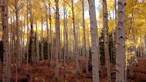 Tall-quaking-aspen-tree-canopy-with-sunlight-piercing-yellow-autumn-leaves
