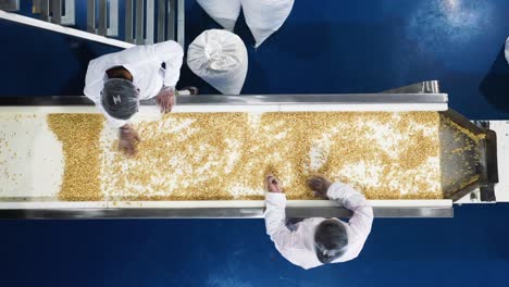 CLOSE-UP-SCENE-A-batch-of-peanuts-is-being-checked-on-a-conveyor-belt-in-a-peanut-butter-factory-by-women-wearing-safety-gloves