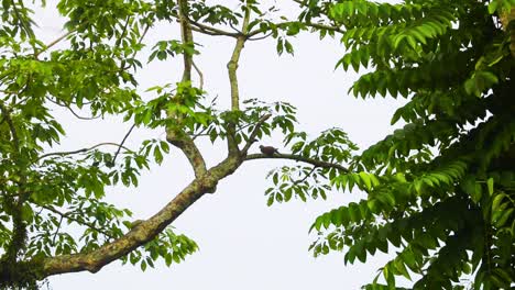 Pájaro-Paloma-Manchado-Se-Posa-En-La-Rama-De-Un-árbol-En-Bangladesh