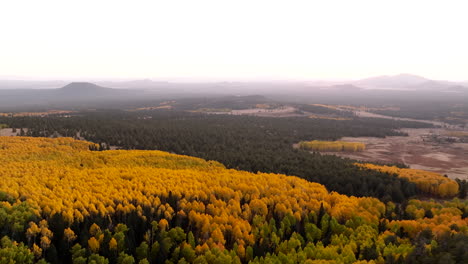 Panorama-Luftübersicht-über-Die-Baumkronen-Der-Gelben-Espe,-Geteilt-Durch-Immergrünen-Wald
