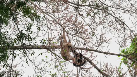 Zwei-Schwarz-weiße-Individuen-Ernähren-Sich-Von-Früchten-Dieses-Obstbaums,-Des-Weißhandgibbons-Oder-Lar-Gibbons-Hylobates-Lar,-Thailand