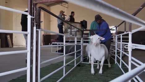 Worker-moves-White-Dorper-sheep-for-sale-through-narrow-chute-at-auction